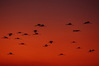 luangwa_valley20220620Yellow_billed_stork_28629rid.JPG