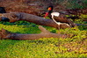 luangwa_valley20220622Saddle-billed_Stork_28129rid.JPG