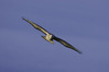 NGM31843ppg.jpg