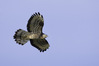 NGM31847ppg.jpg