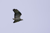 NGM32072ppg.jpg