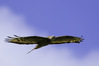 NGM32152ppg.jpg