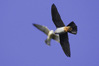 NGM32277ppg.jpg