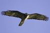 NGM32337ppg.jpg