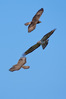 NGM32620ppg_1.jpg
