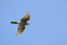 NGM34123ppg.jpg