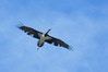 NGM34456ppg.jpg