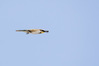 NGM37110ppg.jpg