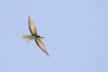 NGM37133ppg.jpg