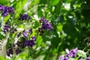 Nome del file=IMGP2936_risultato.JPG
Dimensione del file=585KiB
Dimensioni=2048x1365
Aggiunta il=14 Lug 2017 IMGP2936_risultato.JPG