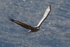 Nome del file=1.jpg
Dimensione del file=521KiB
Dimensioni=2047x1365
Aggiunta il=04 Nov 2024 1.jpg