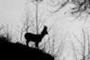 Nome del file=Capriolo.jpg
Dimensione del file=527KiB
Dimensioni=2048x1365
Aggiunta il=09 Mar 2023 Capriolo.jpg