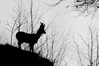 Nome del file=Capriolo~0.jpg
Dimensione del file=463KiB
Dimensioni=1995x1330
Aggiunta il=11 Mar 2023 Capriolo~0.jpg