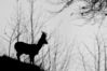 Nome del file=Capriolo~1.jpg
Dimensione del file=501KiB
Dimensioni=2047x1365
Aggiunta il=13 Mar 2023 Capriolo~1.jpg