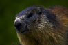 marmotta_2.JPG