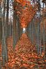 autunno_2.jpg