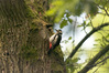 Nome del file=picchiopicchioUUUUUUforum.jpg
Dimensione del file=675KiB
Dimensioni=1600x1063
Aggiunta il=25 Ott 2017 picchiopicchioUUUUUUforum.jpg