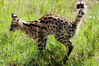 MRK_6418_Serval_cr_dim.jpg