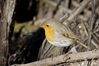 IMGP9337-2p.jpg