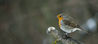IMGP9747-4.jpg