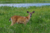 IMGP5203_bamby.jpg