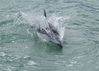 IMGP5329_2_delfino.jpg