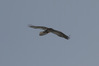 JB243174.JPG