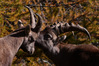 P_211429.JPG