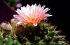 Nome del file=Mammilaria.jpg
Dimensione del file=239KiB
Dimensioni=1500x975
Aggiunta il=30 Giu 2013 Mammilaria.jpg