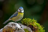 IMGP0379-Modifica.jpg