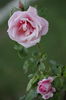 014_Rosa_1.jpg