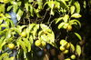 019_Speriamo_maturino.jpg