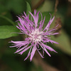 IMGP2773.jpg