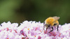 IMGP2777-rid.jpg