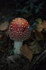 amanita-muscaria.jpg