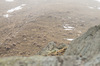 Nome del file=IMGP0659.jpg
Dimensione del file=604KiB
Dimensioni=1400x927
Aggiunta il=01 Mar 2023 IMGP0659.jpg