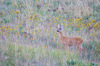 Nome del file=IMGP2532.jpg
Dimensione del file=1077KiB
Dimensioni=1400x927
Aggiunta il=31 Lug 2017 IMGP2532.jpg