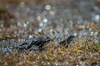 Nome del file=IMGP2695.jpg
Dimensione del file=537KiB
Dimensioni=1400x927
Aggiunta il=24 Mag 2020 IMGP2695.jpg