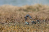 Nome del file=IMGP2761.jpg
Dimensione del file=492KiB
Dimensioni=1400x927
Aggiunta il=24 Mag 2020 IMGP2761.jpg