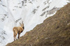 Nome del file=IMGP3134.jpg
Dimensione del file=517KiB
Dimensioni=1250x828
Aggiunta il=23 Apr 2018 IMGP3134.jpg