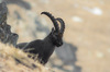 Nome del file=IMGP3137.jpg
Dimensione del file=285KiB
Dimensioni=1400x927
Aggiunta il=17 Mar 2019 IMGP3137.jpg