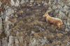 Nome del file=IMGP3172bis.jpg
Dimensione del file=966KiB
Dimensioni=1250x828
Aggiunta il=26 Apr 2018 IMGP3172bis.jpg