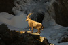 Nome del file=IMGP3229.jpg
Dimensione del file=397KiB
Dimensioni=1400x927
Aggiunta il=28 Mar 2019 IMGP3229.jpg