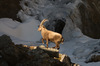 Nome del file=IMGP3229dal_Raw.jpg
Dimensione del file=374KiB
Dimensioni=1400x927
Aggiunta il=28 Mar 2019 IMGP3229dal_Raw.jpg
