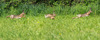 Nome del file=IMGP4048-Pano.jpg
Dimensione del file=527KiB
Dimensioni=1600x642
Aggiunta il=29 Apr 2019 IMGP4048-Pano.jpg