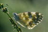 IMGP6622.jpg