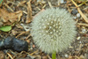 IMGP0279.jpg