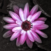 IMGP0394_rid.jpg