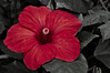 IMGP3220d.jpg