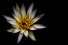 IMGP8633dw.jpg